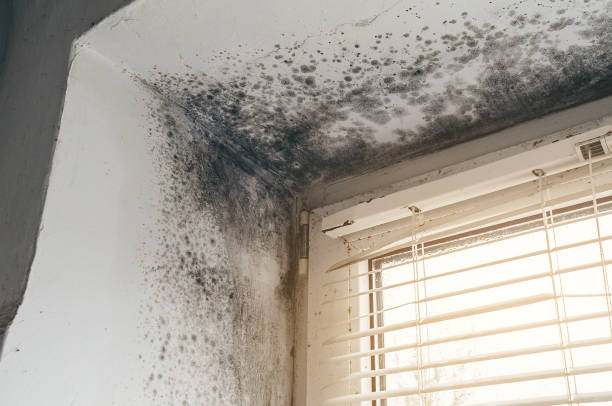 Affordable Mold Remediation solutions in Abingdon, IL