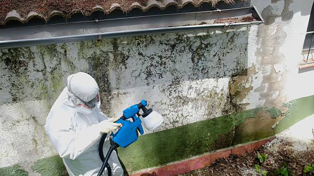 Top rated local Mold Remediation specialists in Abingdon, IL
